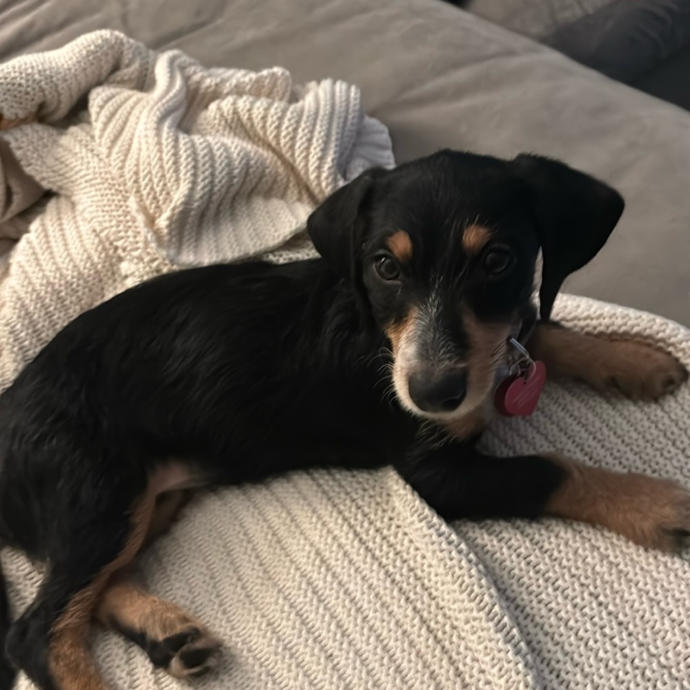 Meet your Posher, Robin